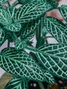 Vertical closeup shot of a Fittonia nerve plant