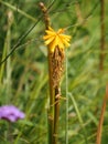 Vertical closeup shot of a flower from the aloe vera plant Royalty Free Stock Photo