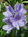 Vertical closeup shot of the flowers from the water hyacinth plant Royalty Free Stock Photo