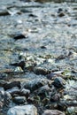 Vertical closeup shot of a flowing rocky clear stream