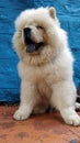 Vertical closeup shot of a fluffy cute white chow-chow dog