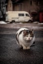 Vertical closeup shot of the fluffy Cyprus cat (Felis catus) sitting on the asphalt, looking aside