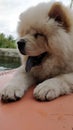 Vertical closeup shot of a fluffy white chow-chow dog