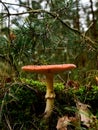 Vertical closeup shot of fly agaric mushroom growing under fir tree branches Royalty Free Stock Photo