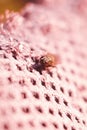 Vertical closeup shot of a  fly insect sitting on a pink knitted wool pattern, Royalty Free Stock Photo