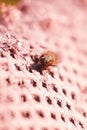 Vertical closeup shot of a  fly insect sitting on a pink knitted wool pattern Royalty Free Stock Photo