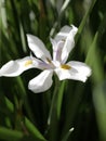 Vertical closeup shot of a fortnight lily flower. Royalty Free Stock Photo