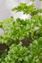 Vertical closeup shot of fresh green bright parsley as an ingredient