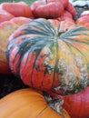 Vertical closeup shot of fresh harvested pumpkins in a pile Royalty Free Stock Photo