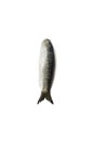 Vertical closeup shot of a fresh sardine on a perfect white isolated background Royalty Free Stock Photo