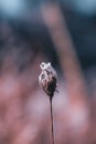 Vertical closeup shot of a frozen dried plants