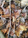 Vertical closeup shot of frozen leaves in a forest in Stavern, Norway Royalty Free Stock Photo