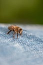Vertical closeup shot of a fuzzy bee perched on denim Royalty Free Stock Photo