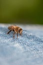 Vertical closeup shot of a fuzzy bee perched on denim