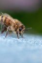 Vertical closeup shot of a fuzzy bee perched on denim