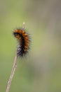 Vertical closeup shot of a fuzzy orange and black caterpillar Royalty Free Stock Photo