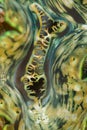 Vertical closeup shot of Giant Clam on the Great Barrier Reef