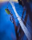 Vertical closeup shot of A golden silk orb-weaving spider with early morning dew, in South Korea Royalty Free Stock Photo