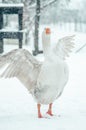 Vertical closeup shot of a goose with spread up wings standing outside during the snowflake Royalty Free Stock Photo