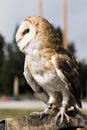 Vertical closeup shot of a gorgeous barn owl standing on the gloved hand of a specialist outdoors