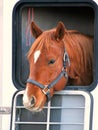 Vertical closeup shot of a gorgeous chestnut horse poking its head out of a window