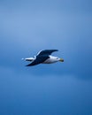 Vertical closeup shot of a great black-backed gull flying in the sky Royalty Free Stock Photo