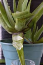 Vertical closeup shot of green aloe vera plant with its crystals falling into a glass Royalty Free Stock Photo