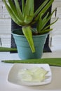 Vertical closeup shot of green aloe vera plant and a white plate with its crystals Royalty Free Stock Photo