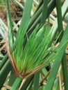 Vertical closeup shot of a green cyperus papyrus plant or commonly known as paper reed