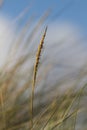 Vertical closeup shot of green einkorn wheat on a blurred background