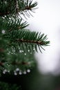 Vertical closeup shot of green fir branches covered in dewdrops Royalty Free Stock Photo