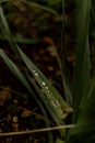 Vertical closeup shot of green grass covered with dewdrops Royalty Free Stock Photo