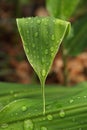 Vertical closeup shot of a green leaf covered in rain droplets Royalty Free Stock Photo