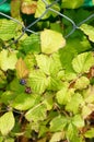 Vertical closeup shot of the green leaves of a bramble shrub by a grid fence Royalty Free Stock Photo