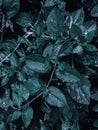 Vertical closeup shot of green leaves covered with dewdrops Royalty Free Stock Photo