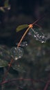 Vertical closeup shot of green leaves covered with dewdrops on a blurred background Royalty Free Stock Photo