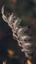 Vertical closeup shot of green leaves covered with dewdrops on a blurred background Royalty Free Stock Photo