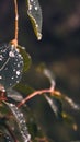 Vertical closeup shot of green leaves covered with dewdrops on a blurred background Royalty Free Stock Photo