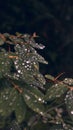 Vertical closeup shot of green leaves covered with dewdrops on a blurred background Royalty Free Stock Photo