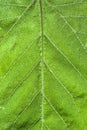 Vertical closeup shot of a green patterned leaf as a background Royalty Free Stock Photo