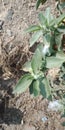 Vertical closeup shot of the green plant