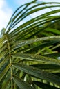 Vertical closeup shot of a green plant covered with dewdrops Royalty Free Stock Photo