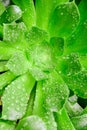 Vertical closeup shot of a green plant covered with dewdrops Royalty Free Stock Photo
