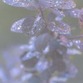 Vertical closeup shot of a green plant covered with dewdrops isolated on a blurred background Royalty Free Stock Photo