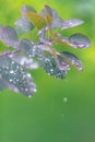 Vertical closeup shot of a green plant covered with dewdrops isolated on a blurred background Royalty Free Stock Photo