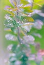 Vertical closeup shot of a green plant covered with dewdrops isolated on a blurred background Royalty Free Stock Photo