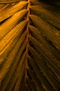 Vertical closeup shot of a green plant covered with dewdrops Royalty Free Stock Photo