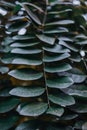 Vertical closeup shot of green plants covered in dewdrops Royalty Free Stock Photo