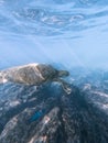 Vertical closeup shot of a Green sea turtle and a blue fish swimming in the sea Royalty Free Stock Photo