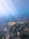 Vertical closeup shot of a Green sea turtle and the sunlight reaching its shell